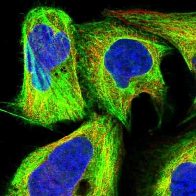 Immunocytochemistry/ Immunofluorescence: CCDC64B Antibody [NBP1-90963]