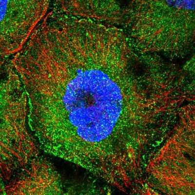 Immunocytochemistry/ Immunofluorescence: CCDC8 Antibody [NBP1-85085]