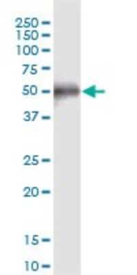 Western Blot: CCDC8 Antibody [H00083987-B01P]