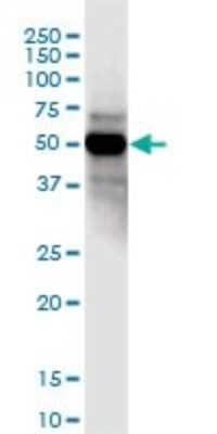Western Blot: CCDC8 Antibody [H00083987-B01P]