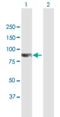 Western Blot: CCDC8 Antibody [H00083987-B01P]
