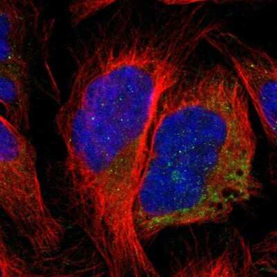 Immunocytochemistry/ Immunofluorescence: CCDC90B Antibody [NBP1-93528]