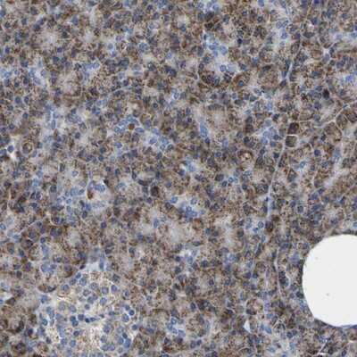 Immunohistochemistry-Paraffin: CCDC90B Antibody [NBP1-93529]