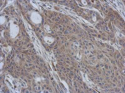 Immunohistochemistry-Paraffin: CCDC90B Antibody [NBP2-15756]