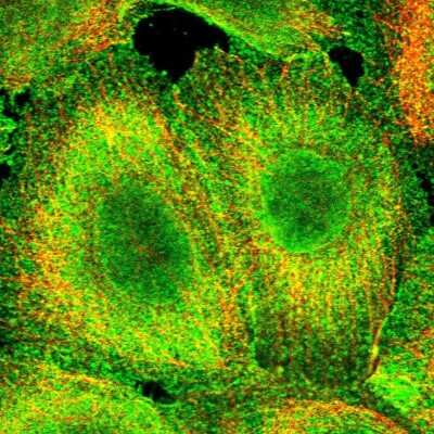 Immunocytochemistry/ Immunofluorescence: CCDC97 Antibody [NBP1-91767]