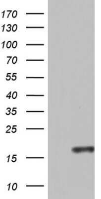 Western Blot: CCL11/Eotaxin Antibody (OTI2H9)Azide and BSA Free [NBP2-71277]