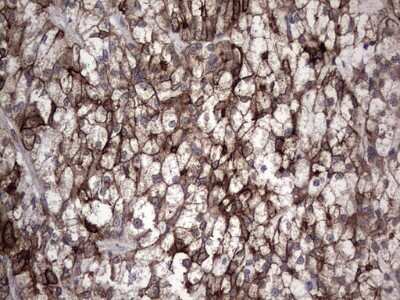 Immunohistochemistry: CCL19/MIP-3 beta Antibody (OTI2A12) [NBP2-46082]