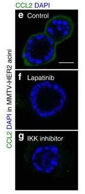 Immunocytochemistry/ Immunofluorescence: CCL2/MCP1 Antibody (2D8) - Azide and BSA Free [NBP2-80618]