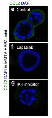 Immunocytochemistry/ Immunofluorescence: CCL2/MCP1 Antibody (2D8) - BSA Free [NBP2-22115]
