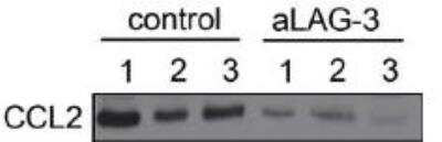 Western Blot: CCL2/MCP1 AntibodyBSA Free [NBP1-07035]