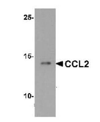 Western Blot: CCL2/MCP1 AntibodyBSA Free [NBP2-41209]