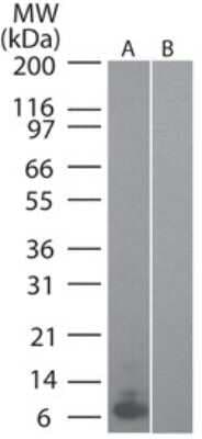 Western Blot: CCL20/MIP-3 alpha Antibody (4N5F7)Azide and BSA Free [NBP2-80619]