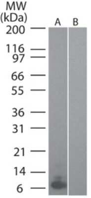 Western Blot: CCL20/MIP-3 alpha Antibody (4N5F7)BSA Free [NBP2-27142]