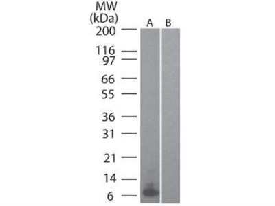 Western Blot: CCL20/MIP-3 alpha Antibody (4N5F7)BSA Free [NBP2-27142]