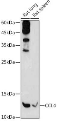 Western Blot: CCL4/MIP-1 beta AntibodyAzide and BSA Free [NBP3-05561]