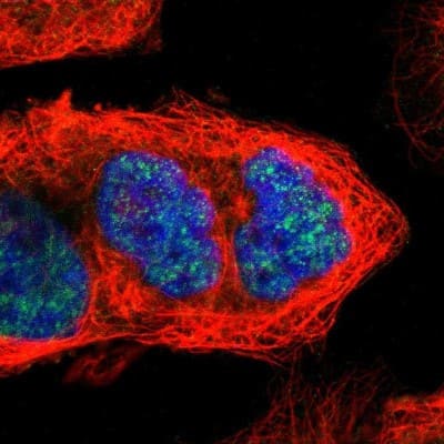 Immunocytochemistry/ Immunofluorescence: CCNB3 Antibody [NBP1-89475]