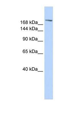 Western Blot: CCNB3 Antibody [NBP1-80384]