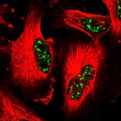 Immunocytochemistry/ Immunofluorescence: CCNJL Antibody [NBP2-14461]