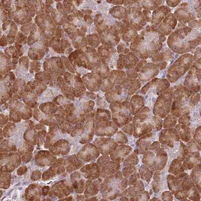 Immunohistochemistry-Paraffin: CCNJL Antibody [NBP2-14461]