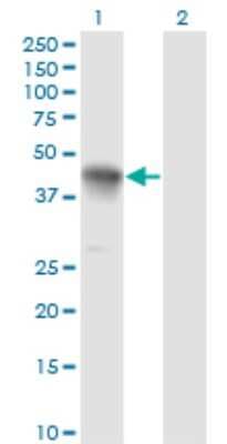 Western Blot: CCNK Antibody (S1) [H00008812-M03]