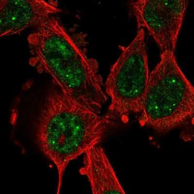 Immunocytochemistry/ Immunofluorescence: CCNL1 Antibody [NBP2-58232]