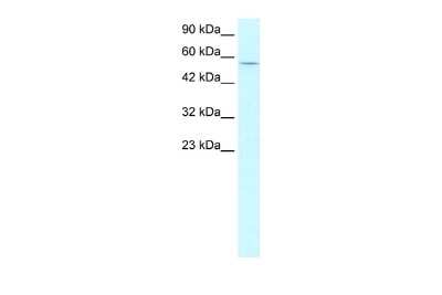 Western Blot: CCNL1 Antibody [NBP2-84636]