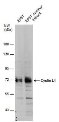 Western Blot: CCNL1 Antibody [NBP3-13038]