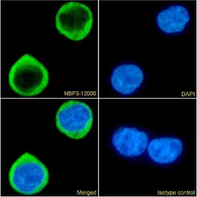 Immunocytochemistry/ Immunofluorescence: CCR5 Antibody (RC-10) - Chimeric - Azide and BSA Free [NBP3-12000]