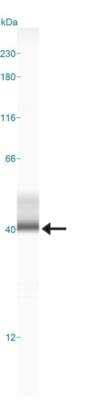 Simple Western: CCR5 Antibody [NBP2-31374]