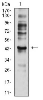 Western Blot: CCR7 Antibody (4B7B8)BSA Free [NBP2-61680]