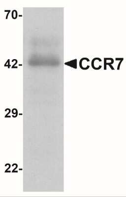 Western Blot: CCR7 AntibodyBSA Free [NBP2-41251]