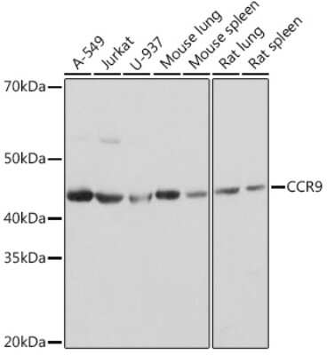 Western Blot: CCR9 Antibody (4F7Q6) [NBP3-16861]