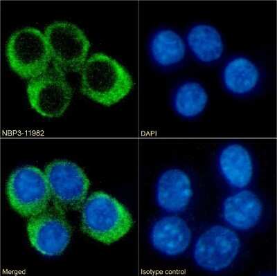 Immunocytochemistry/ Immunofluorescence: CCRL2/CRAM-A/B Antibody (BZ2E3) - Chimeric - Azide and BSA Free [NBP3-11982]