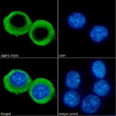 Immunocytochemistry/ Immunofluorescence: CCRL2/CRAM-A/B Antibody (BZ5B8) - Chimeric - Azide and BSA Free [NBP3-11970]
