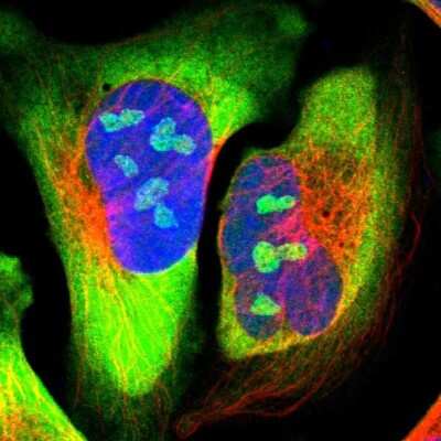 Immunocytochemistry/ Immunofluorescence: CCT5 Antibody [NBP1-83042]