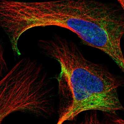 Immunocytochemistry/ Immunofluorescence: CCT8 Antibody [NBP1-88286]