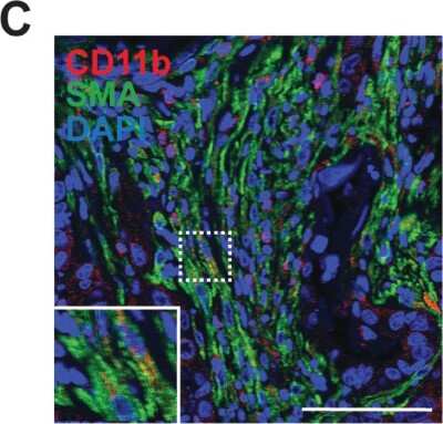 Immunohistochemistry: CD11b Antibody - BSA Free [NB110-89474]