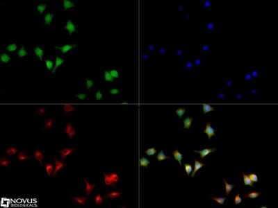 Immunocytochemistry/ Immunofluorescence: CD11b Antibody - BSA Free [NB110-89474]