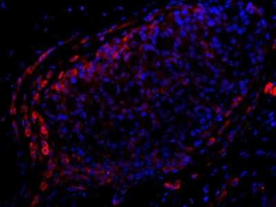 Immunocytochemistry/ Immunofluorescence: CD11b Antibody - BSA Free [NB110-89474]