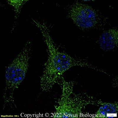 Immunocytochemistry/ Immunofluorescence: CD11b Antibody - BSA Free [NB110-89474]