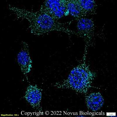 Immunocytochemistry/ Immunofluorescence: CD11b Antibody - BSA Free [NB110-89474]
