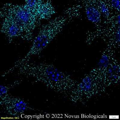 Immunocytochemistry/ Immunofluorescence: CD11b Antibody - BSA Free [NB110-89474]