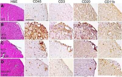 Immunohistochemistry: CD11b Antibody - BSA Free [NB110-89474]