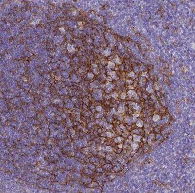 Immunohistochemistry-Paraffin: CD11b Antibody (CL1719) [NBP2-34490]