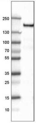 Western Blot: CD11b Antibody (CL1719) [NBP2-34490]