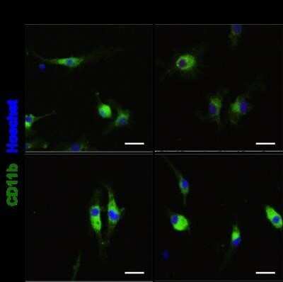 Immunocytochemistry/ Immunofluorescence: CD11b Antibody (M1/70.15) - Azide and BSA Free [NBP2-80626]