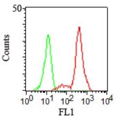 Flow Cytometry: CD11c Antibody (HC1/1) - Azide and BSA Free [NBP2-34629]