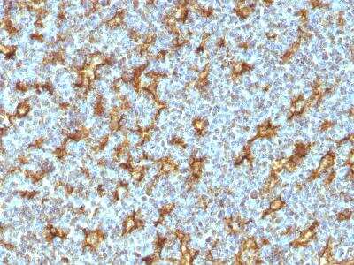 Immunohistochemistry-Paraffin: CD11c Antibody (ITGAX/1242) [NBP2-44598]