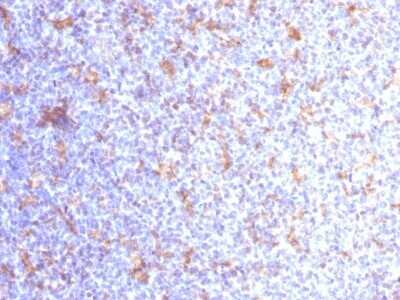 Immunohistochemistry-Paraffin: CD11c Antibody (ITGAX/1284) [NBP2-53333]