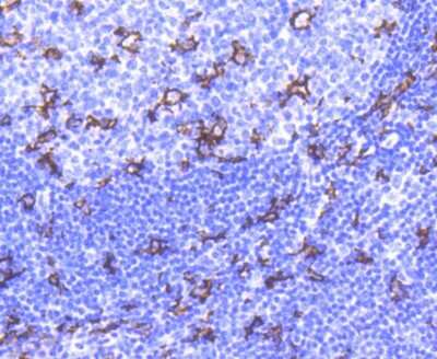Immunohistochemistry-Paraffin: CD11c Antibody (SI19-06) [NBP2-67402]